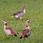 Nilgänse