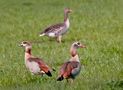 Nilgänse von Helga Berenskötter 