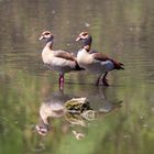 Nilgänse