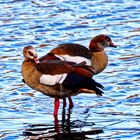 Nilgänse