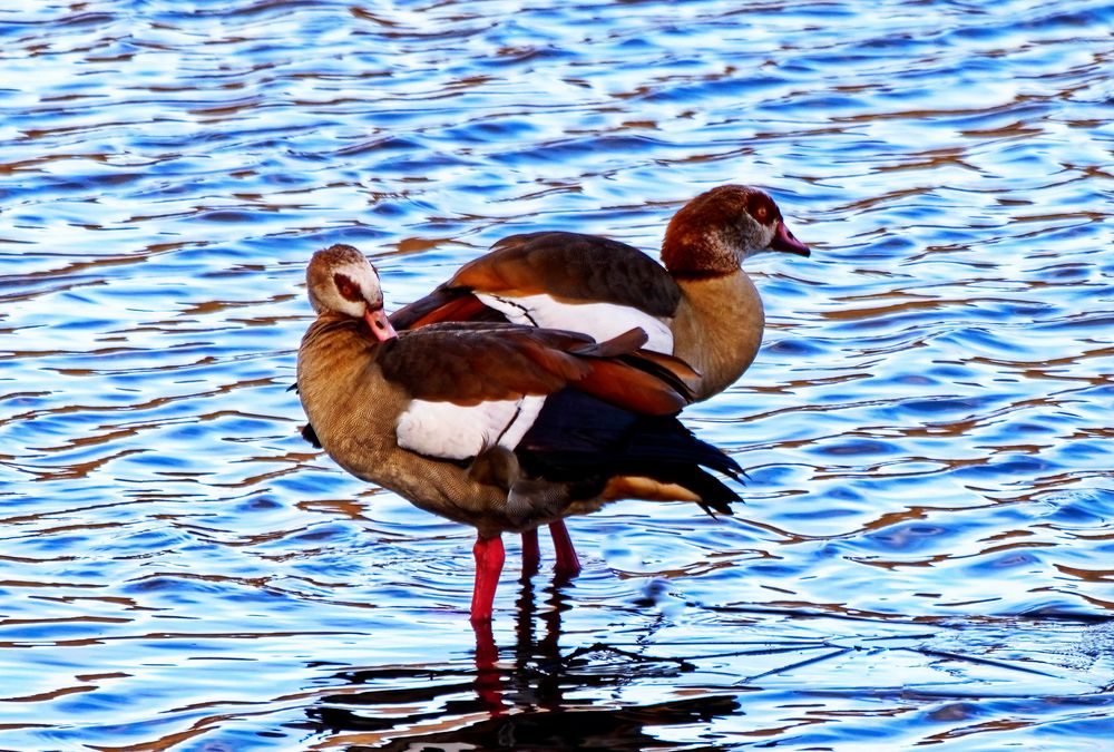 Nilgänse