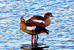 Nilgänse