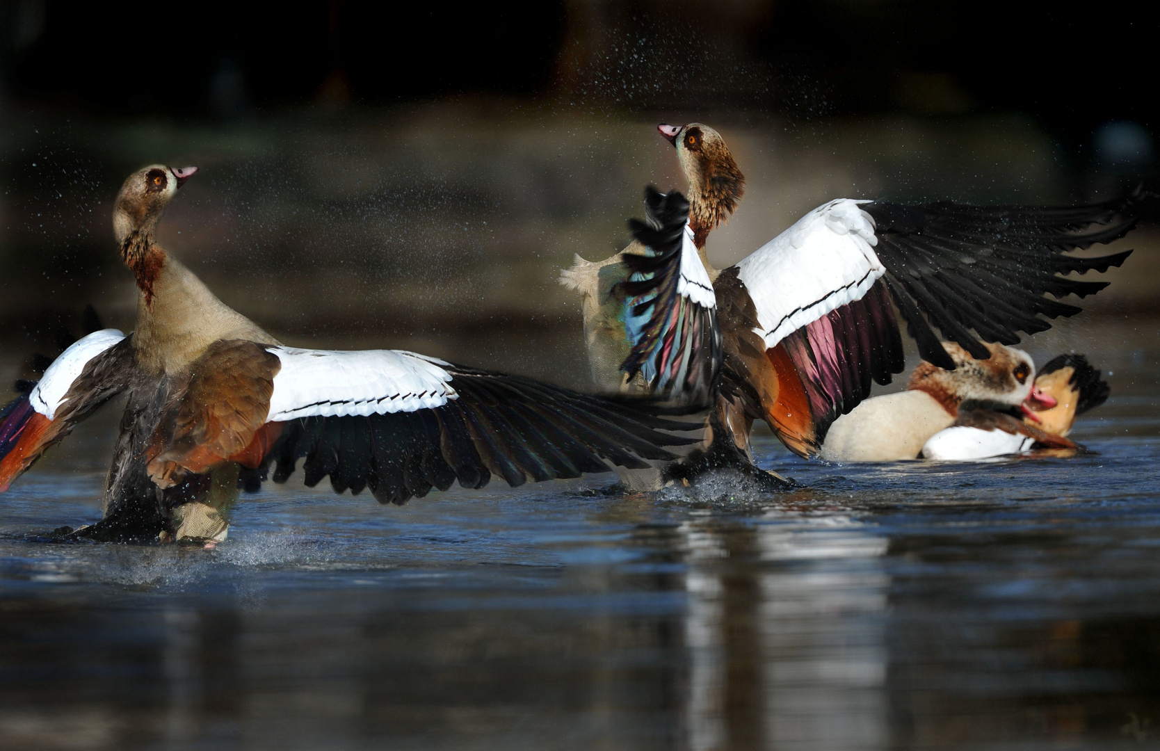 Nilgänse