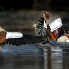 Nilgänse