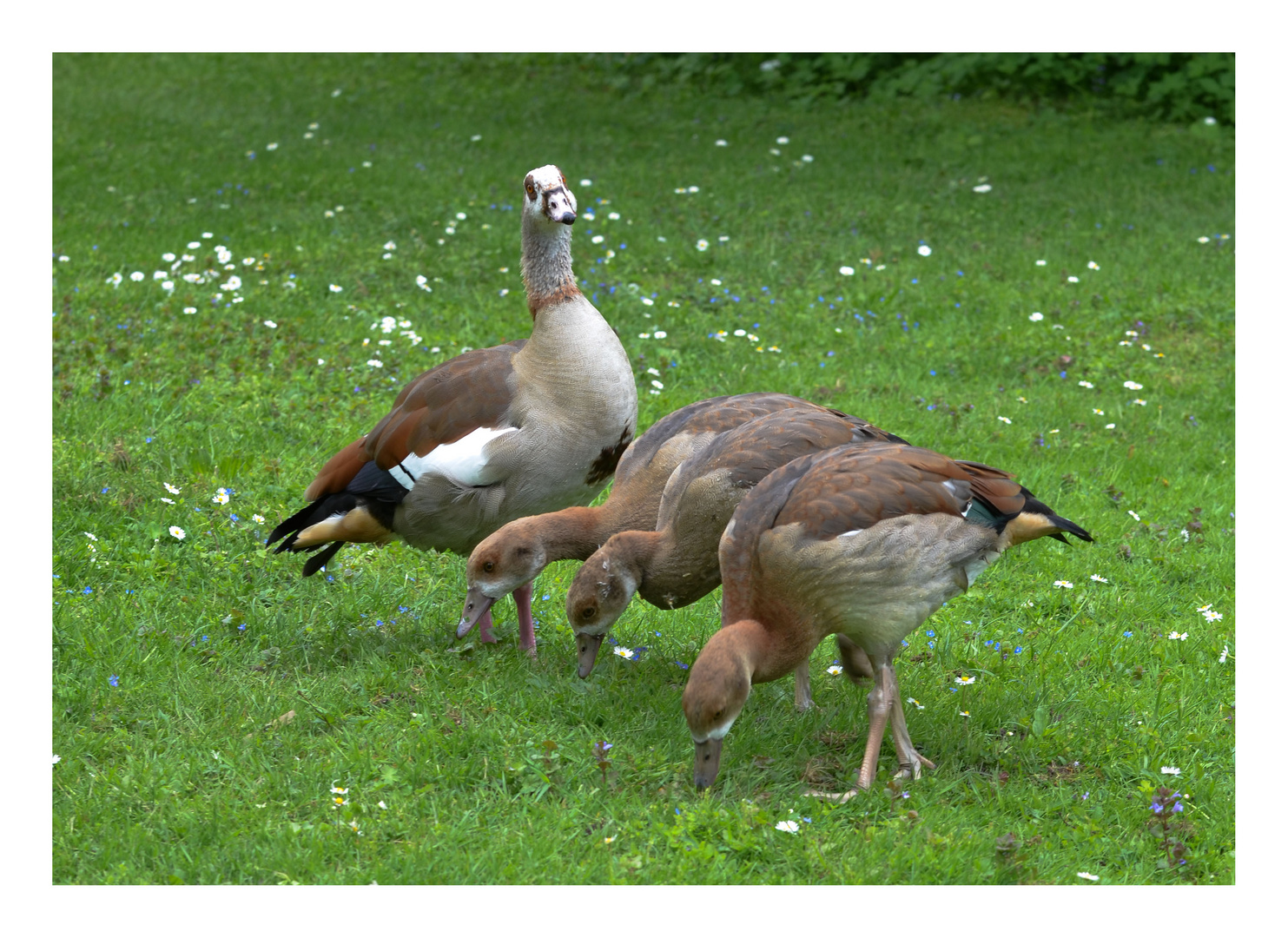 Nilgänse   ????