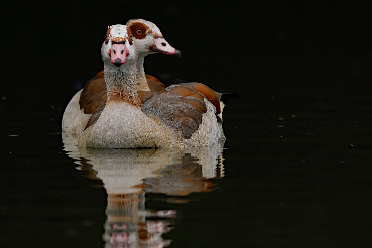 Nilgänse