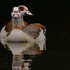 Nilgänse