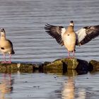 Nilgänse