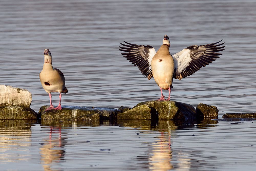 Nilgänse