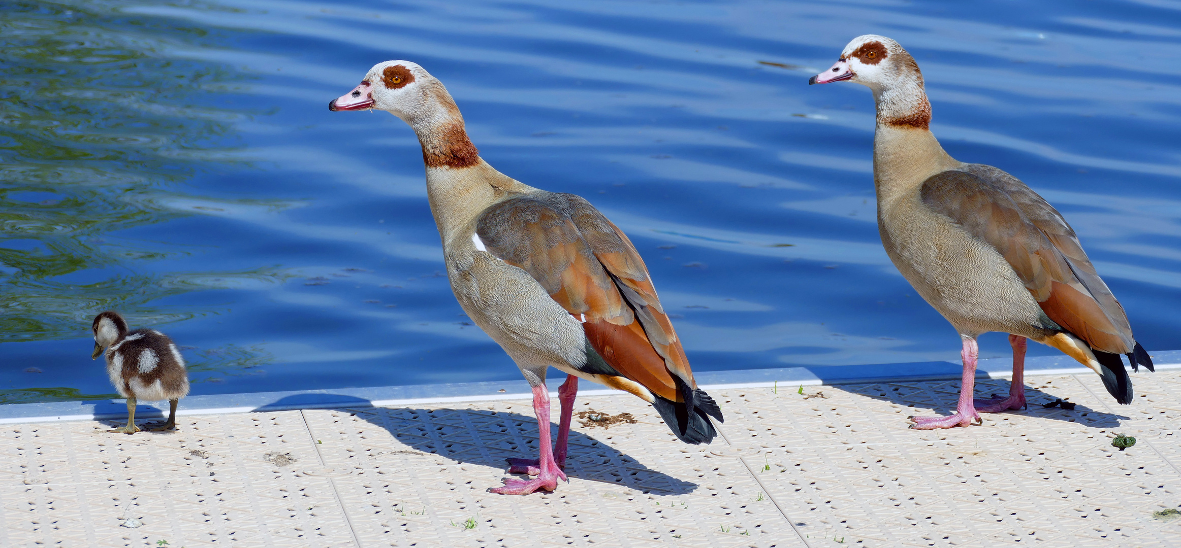 Nilgänse