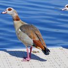 Nilgänse