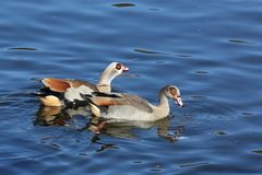 Nilgänse