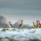 Nilgänse