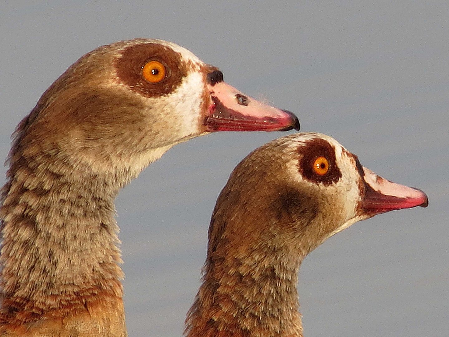 Nilgänse