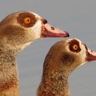 Nilgänse