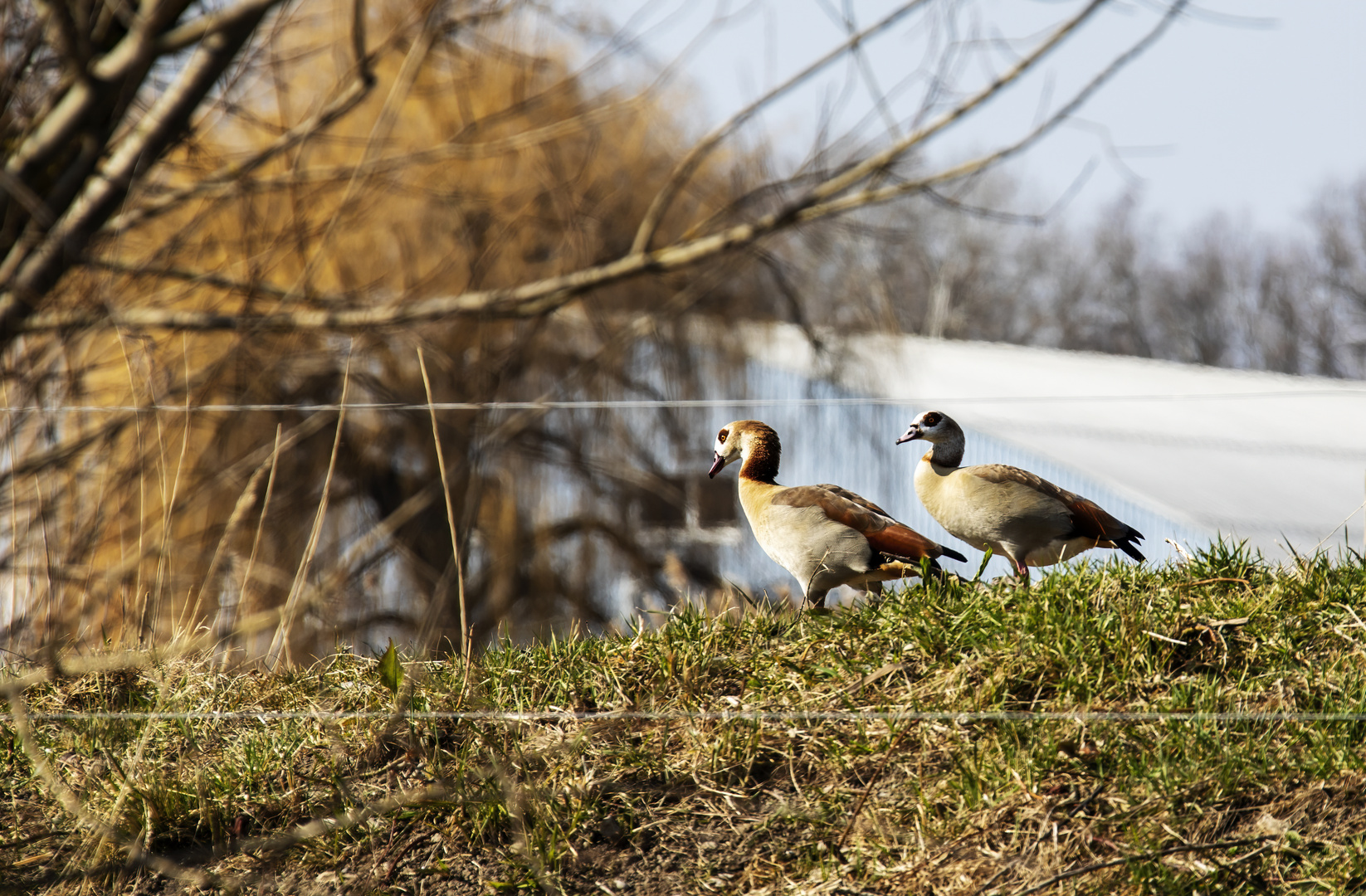 Nilgänse