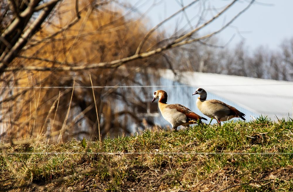 Nilgänse