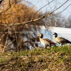 Nilgänse