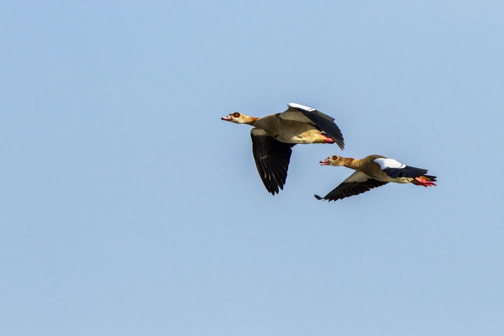 Nilgänse