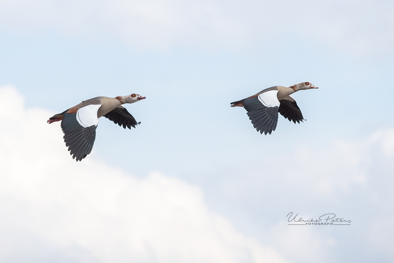 Nilgänse