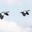 Nilgänse