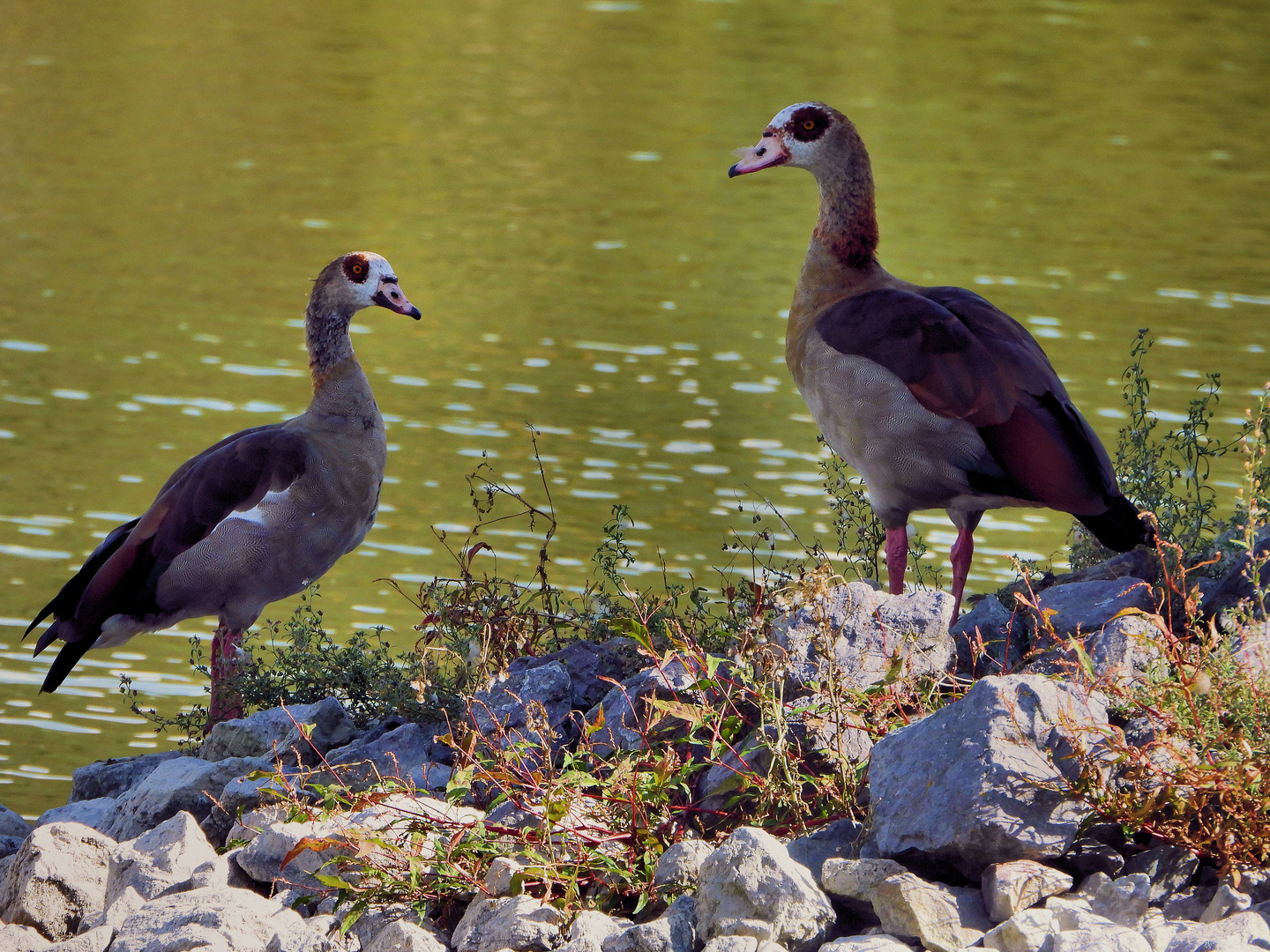 Nilgänse... 