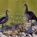 Nilgänse... 