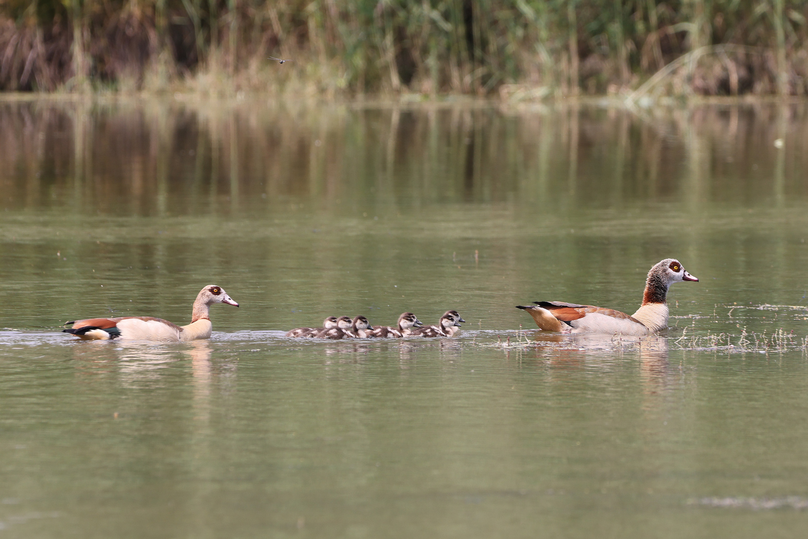 Nilgänse