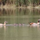 Nilgänse