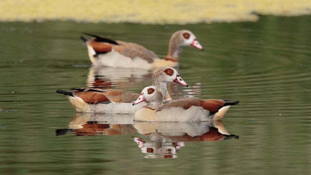 Nilgänse (Alopochen aegyptiaca)