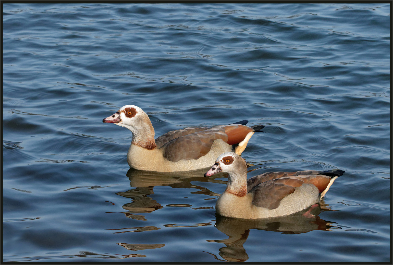 Nilgänse (Alopochen aegyptiaca)