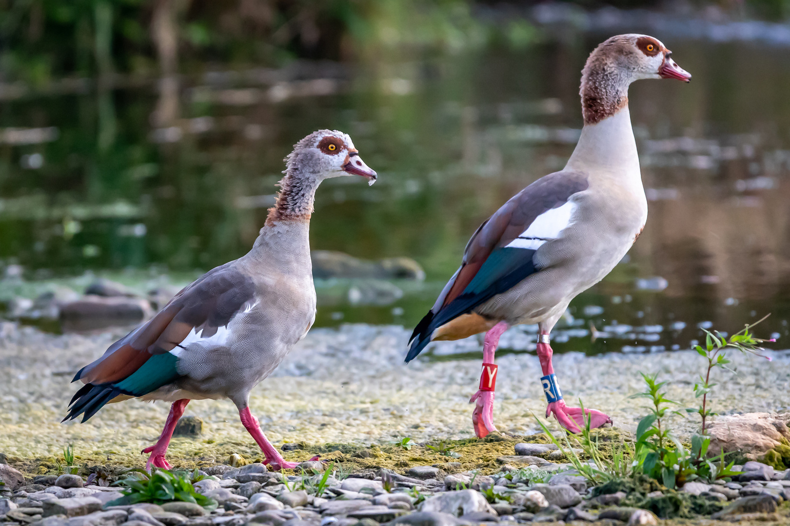 Nilgänse (Alopochen aegyptiaca)