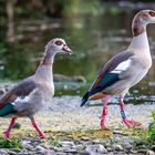 Nilgänse (Alopochen aegyptiaca)