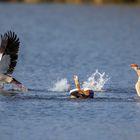 Nilgänse (Alopochen aegyptiaca)