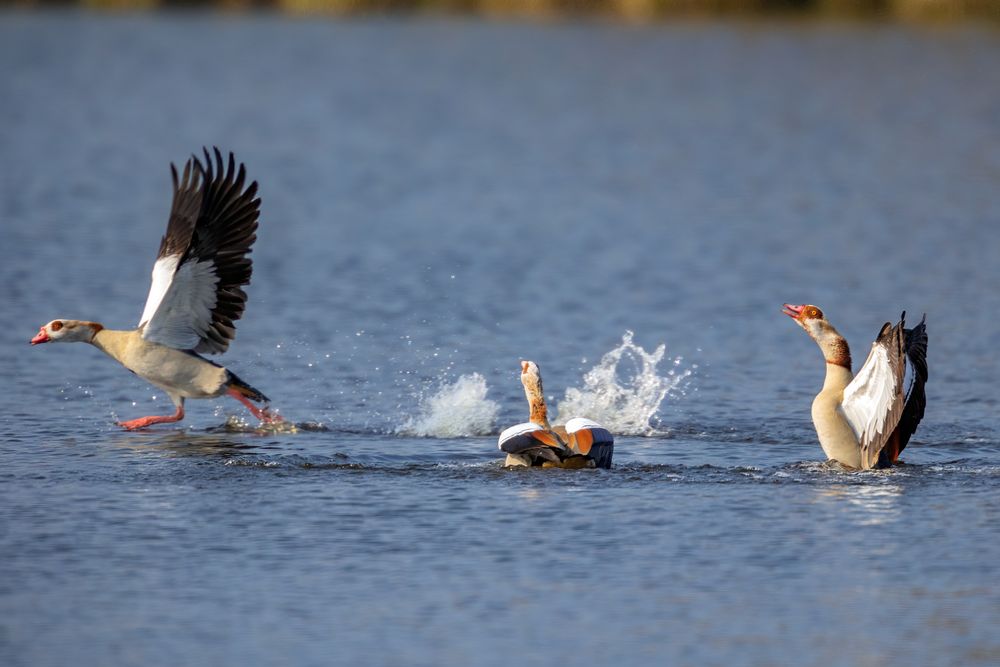 Nilgänse (Alopochen aegyptiaca)