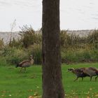 Nilgänse (Alopochen aegyptiaca)