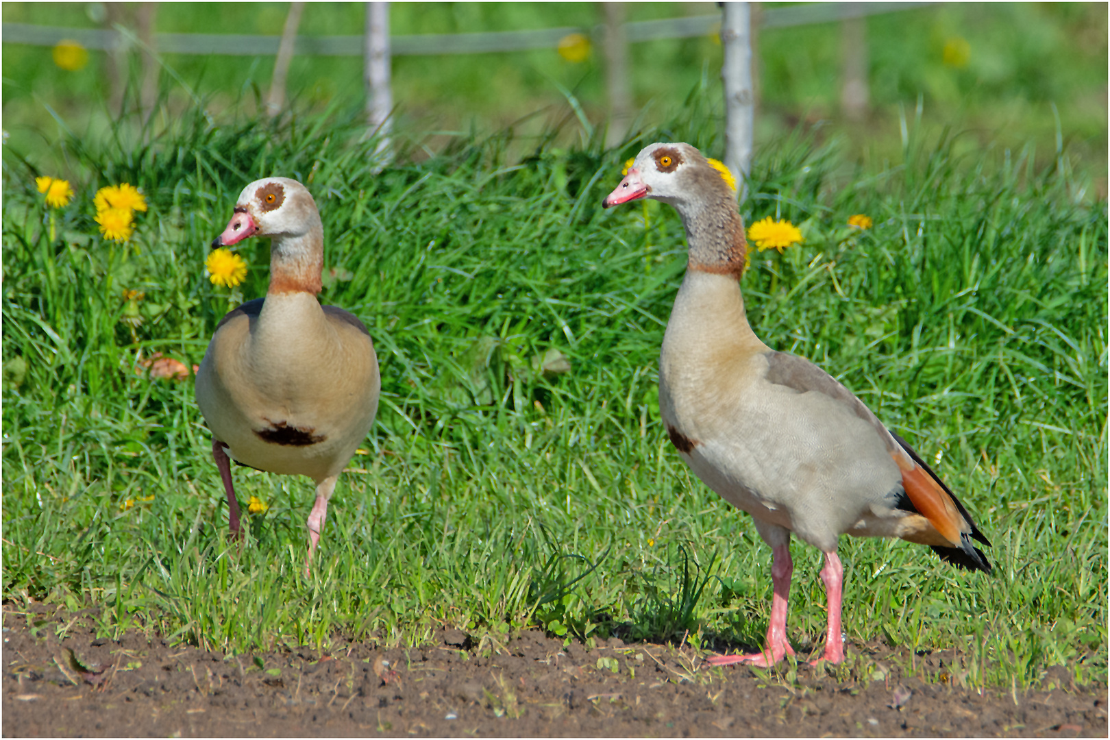 Nilgänse (Alopochen aegyptiaca) in den Obstplantagen an der Elbe . . .