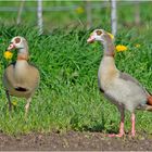 Nilgänse (Alopochen aegyptiaca) in den Obstplantagen an der Elbe . . .