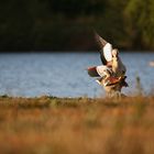 Nilgänse [Alopochen aegyptiacus]