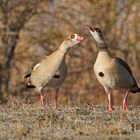 Nilgänse (Alopochen aegyptiacus)