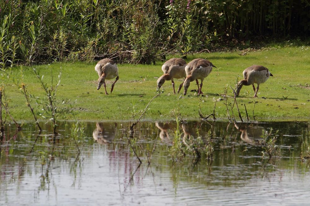 Nilgänse am Altmühlsee