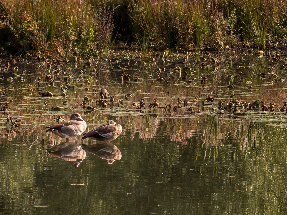 Nilgänse am Aprather Mühlenteich