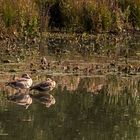 Nilgänse am Aprather Mühlenteich