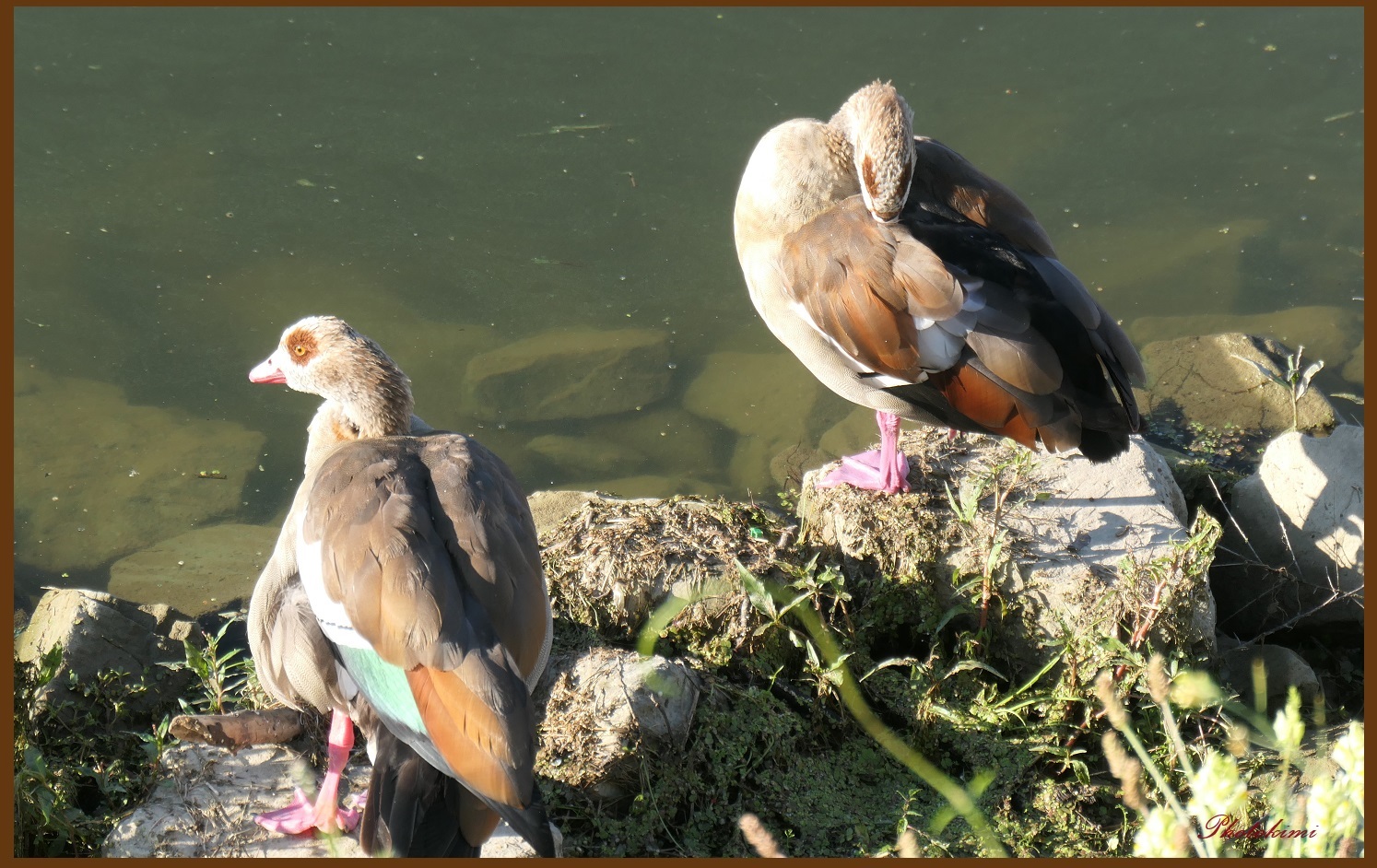 Nilgänse am Bootshafen (II)