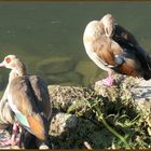 Nilgänse am Bootshafen (II)