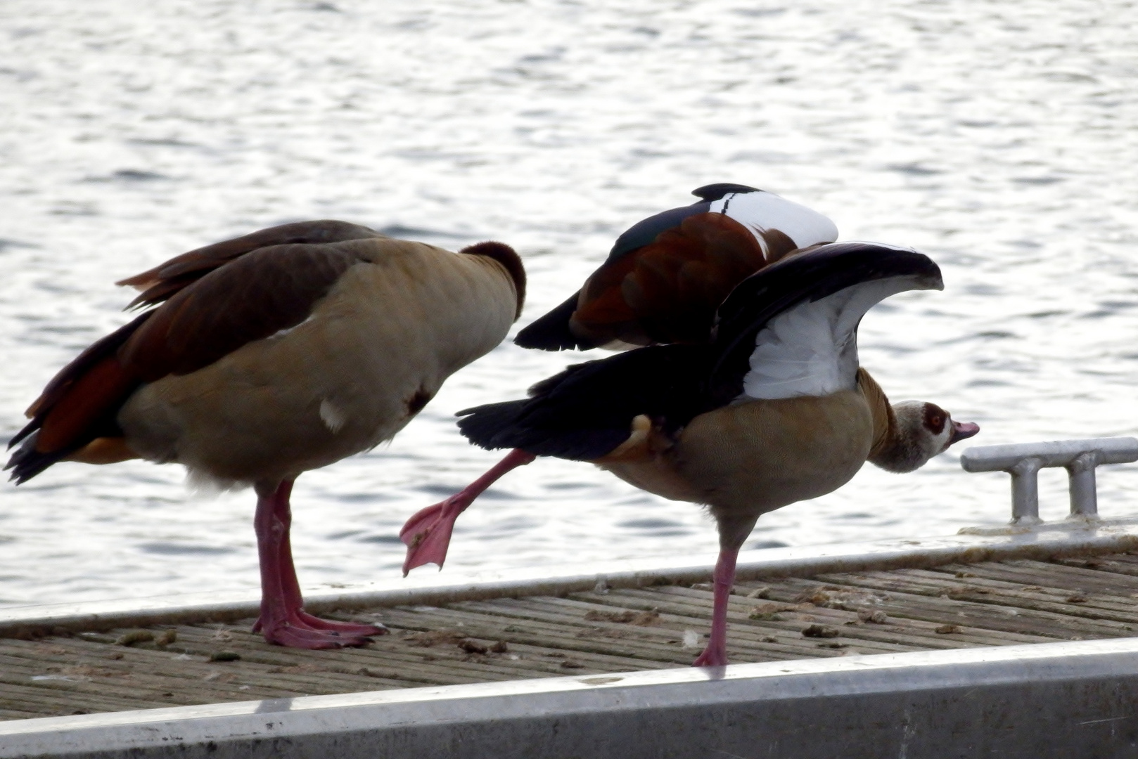 Nilgänse am Flückiger See Freiburg