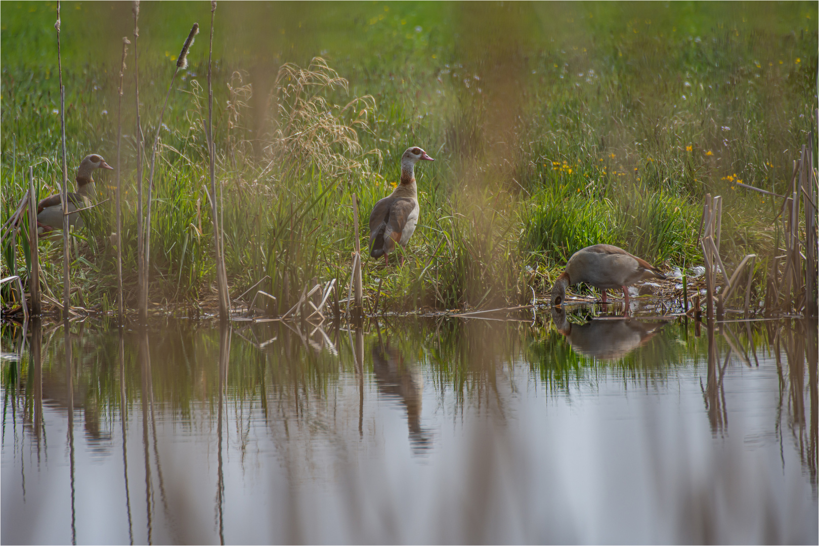 NILGÄNSE am INKWILERSEE