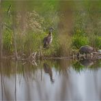 NILGÄNSE am INKWILERSEE