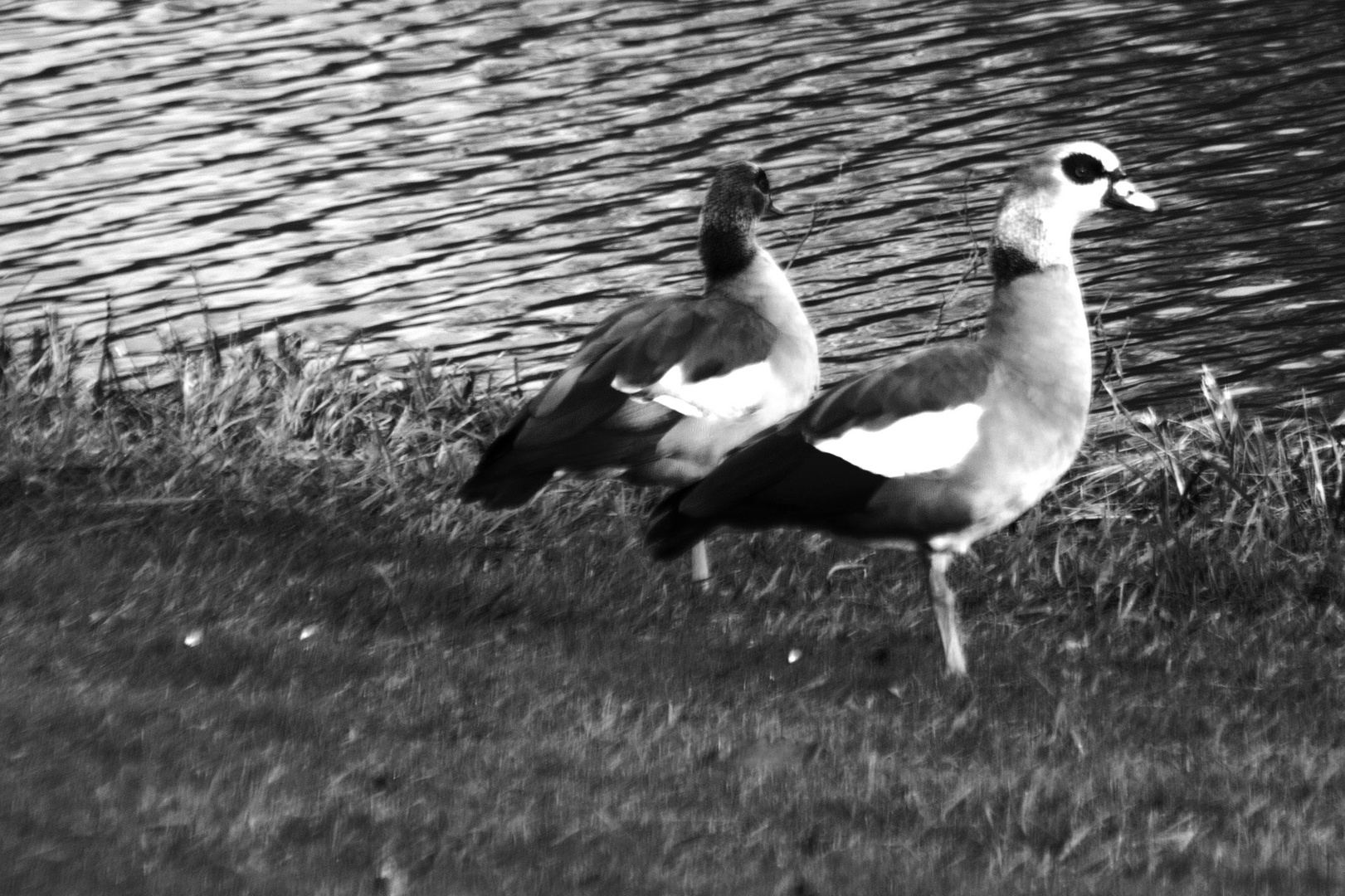 Nilgänse am Kreuzbergsee