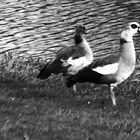 Nilgänse am Kreuzbergsee